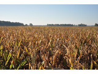 Property photo 8 - 220.9 +/- Acres Offered in 5 Tracts - Farmland Auction